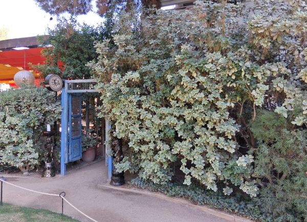 Blue garden gate partially hidden by lush hedges at The Parker Palm Springs, leading toward the secluded path to Counter Reformation.